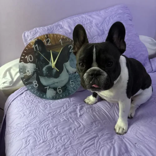 Custom Wall Clock with Picture, mom gift Personalized Name Clock, Home Decoration Clock, Pet Memorial & Customization,Couples & Romance,Picture Clock, Housewarming Gift, Custom Text Clock Gift Gift for Dad USA YSXMART for Living Room, Kitchen, and Office photo review